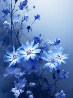 Tham Luyến